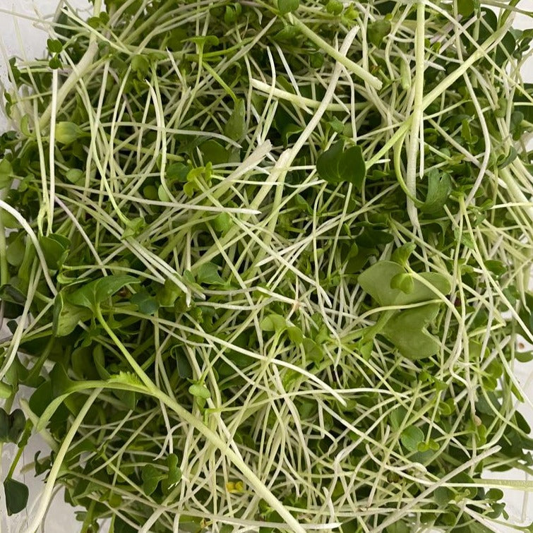 Brassica blend microgreens arranged on a surface